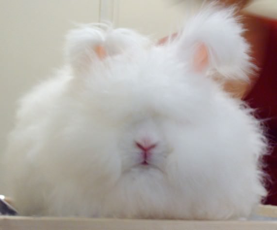 アンゴラうさぎ